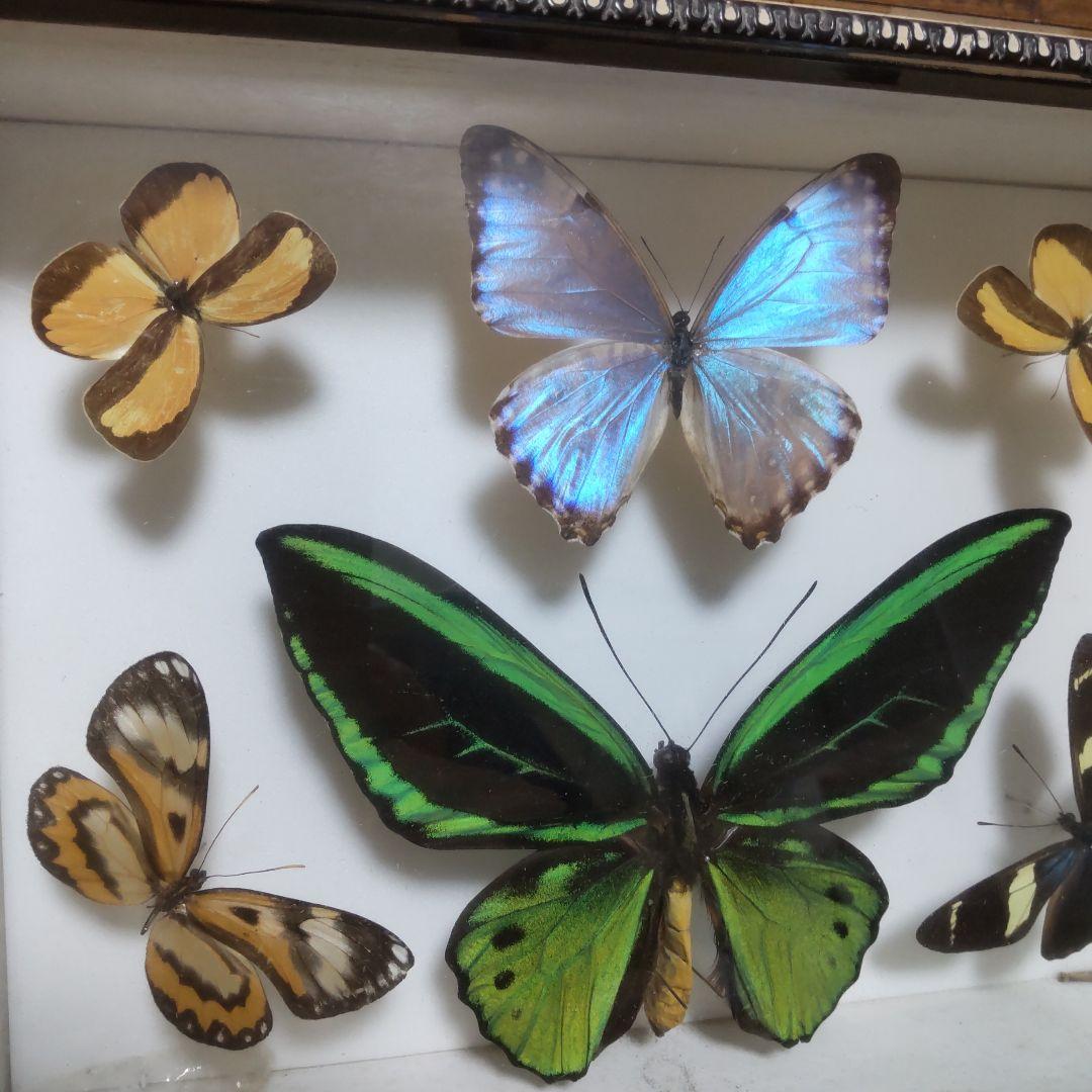 やっちゃん　メガネトリバネアゲハ　スルコウスキーモルフォ蝶　蝶の標本