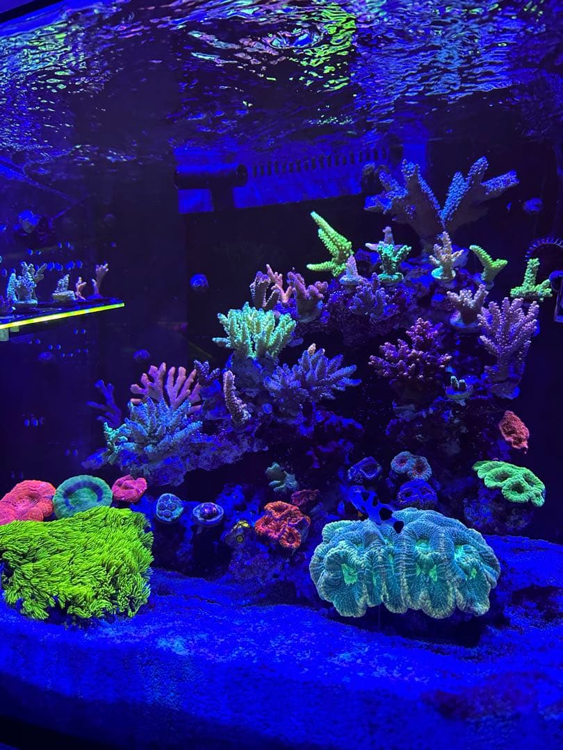 人工ライブロック　ライブロックオーダー品