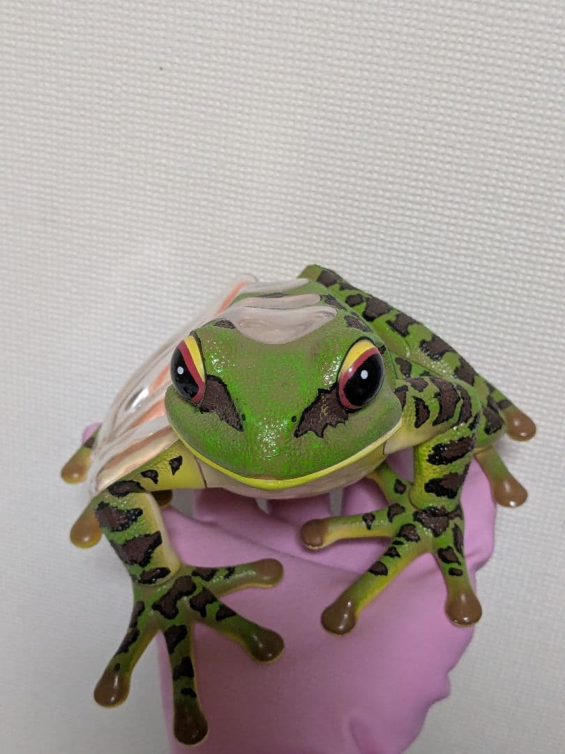 立体パズル 4D VISION 動物解剖 カエル解剖モデル