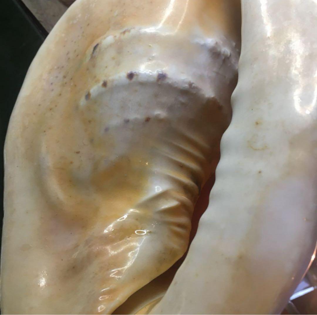 湯布院アンティーク 希少トウカムリカイ 310ｍｍ超特大標本 奄美大島産 カメオ