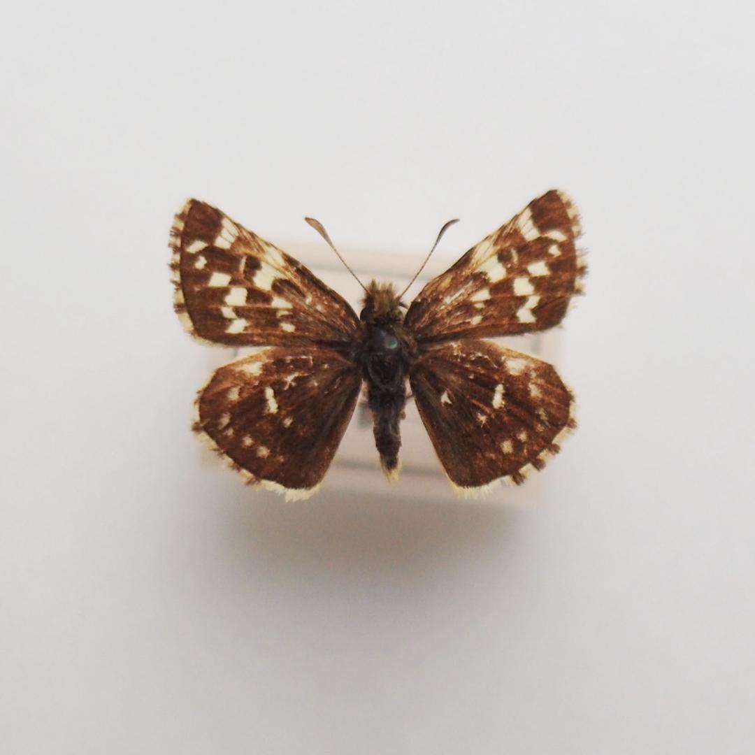 ｟蝶標本｠山梨県産　チャマダラセセリ　２♂ （表＆裏展翅）