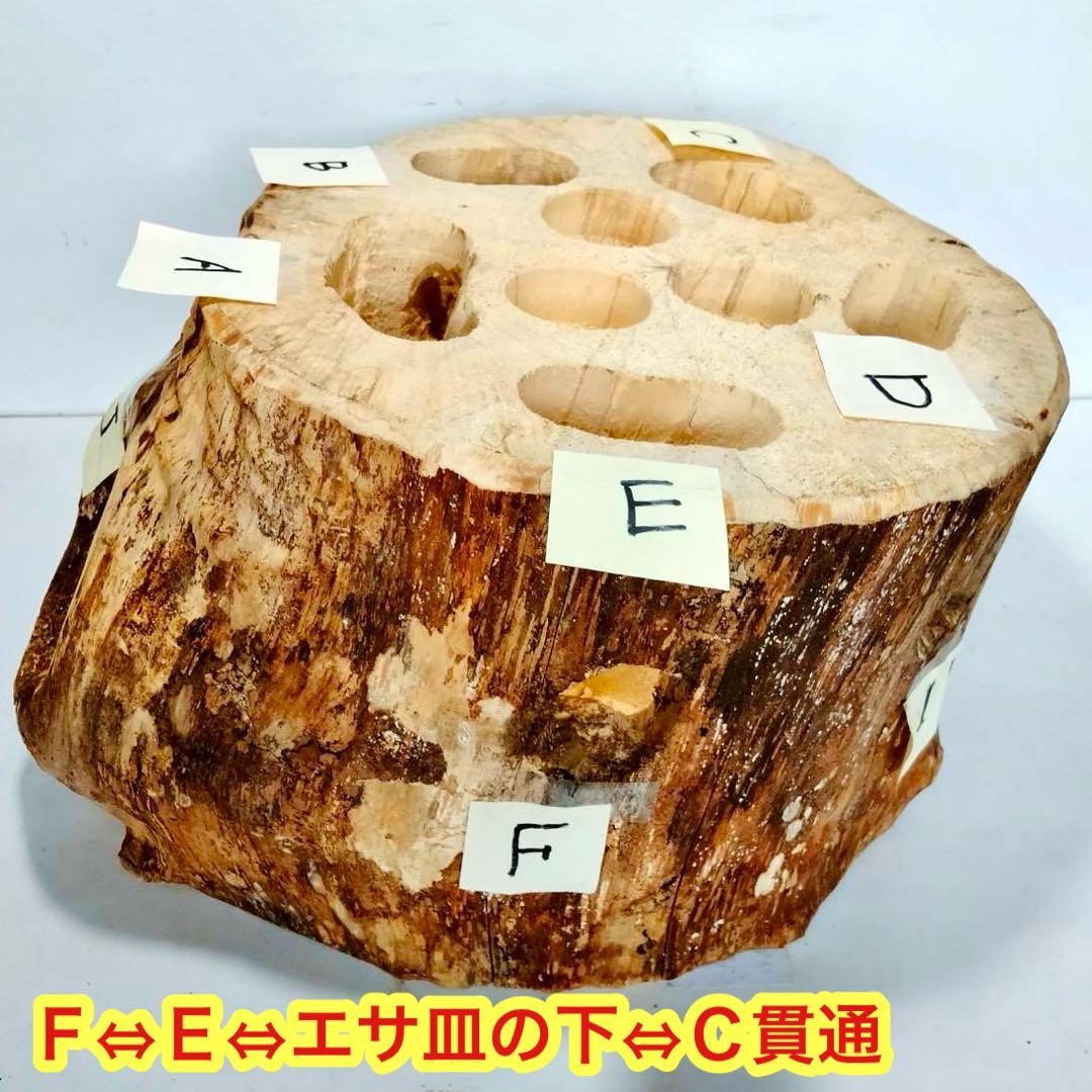 特大隠れ家　天然樹洞　登り木　クワリウム　クワガタ　止まり木　シェルター　エサ皿