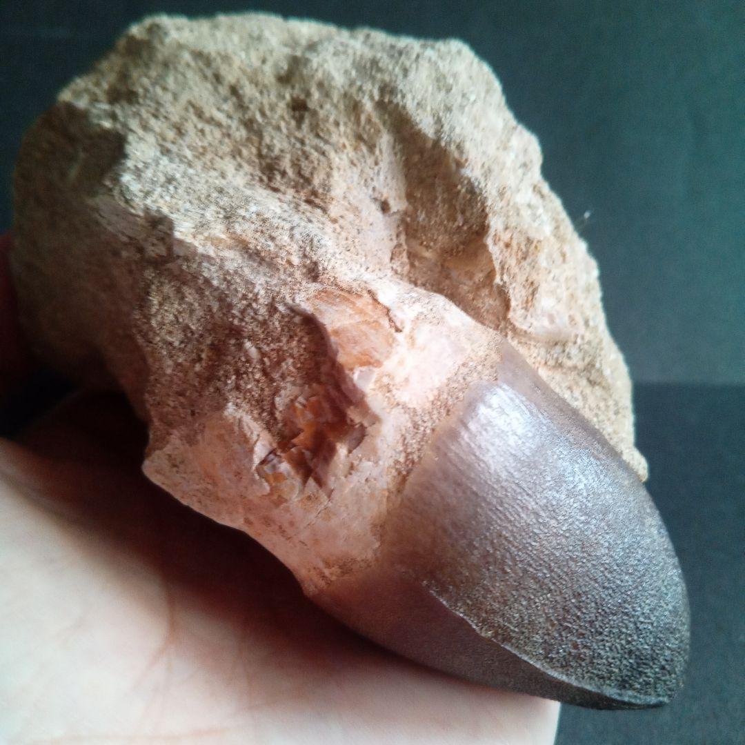 恐竜　歯化石　モササウルス　特大歯　極美麗