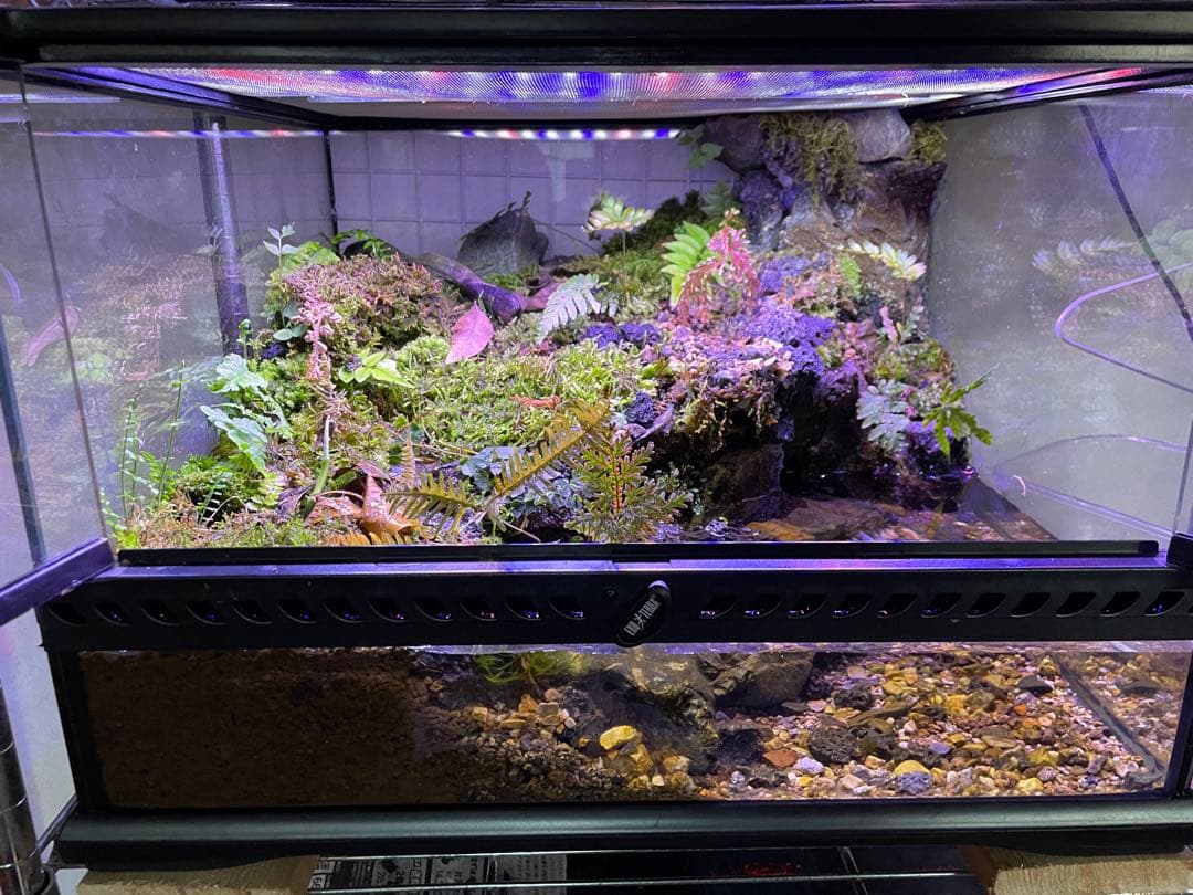 【受注生産】アクアテラリウム、イモリウム