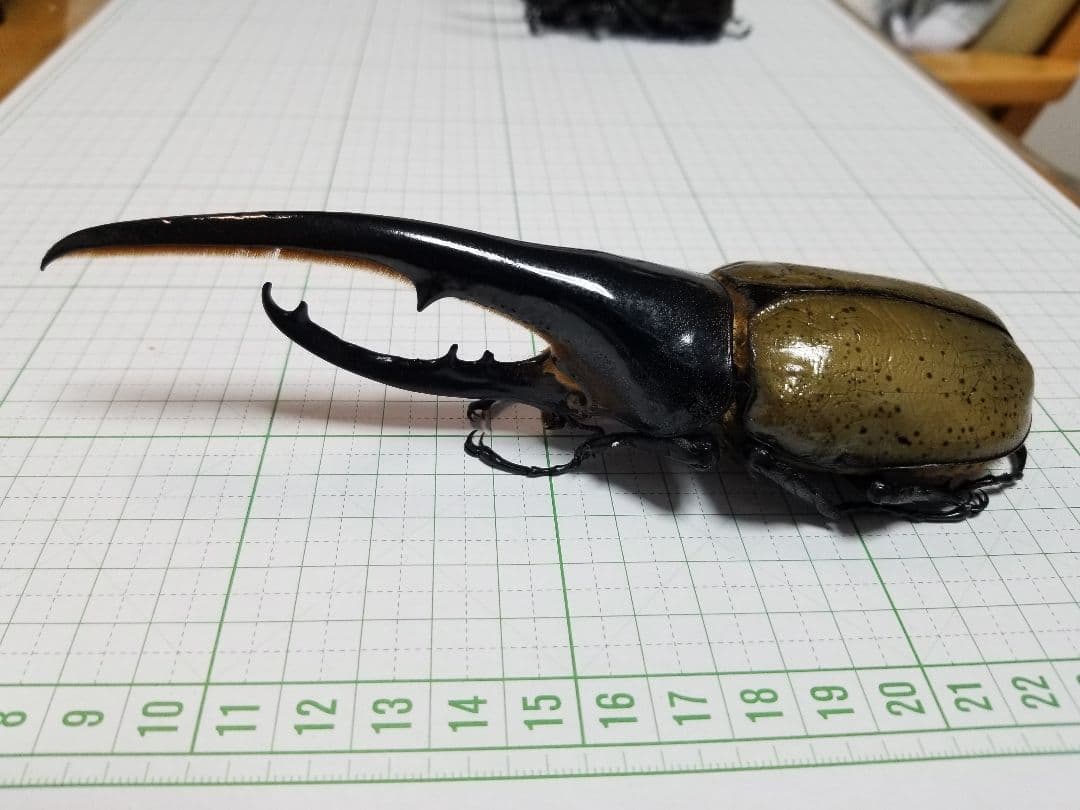 標本　ヘラクレス・ヘラクレス　大型169.3㎜