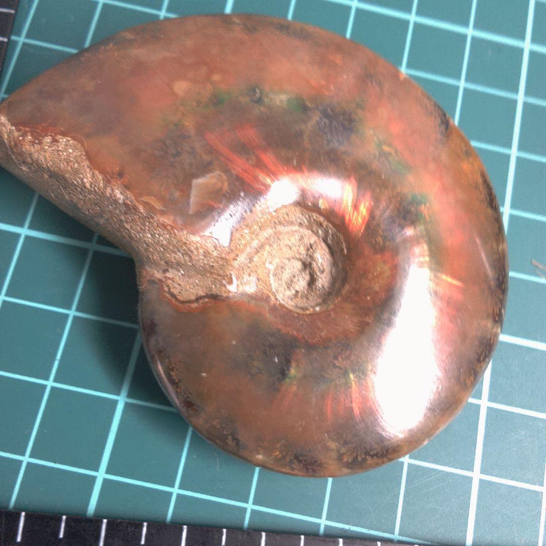 小物１ アンモナイト化石 赤褐色