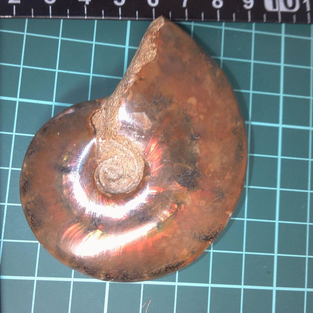 小物１ アンモナイト化石 赤褐色