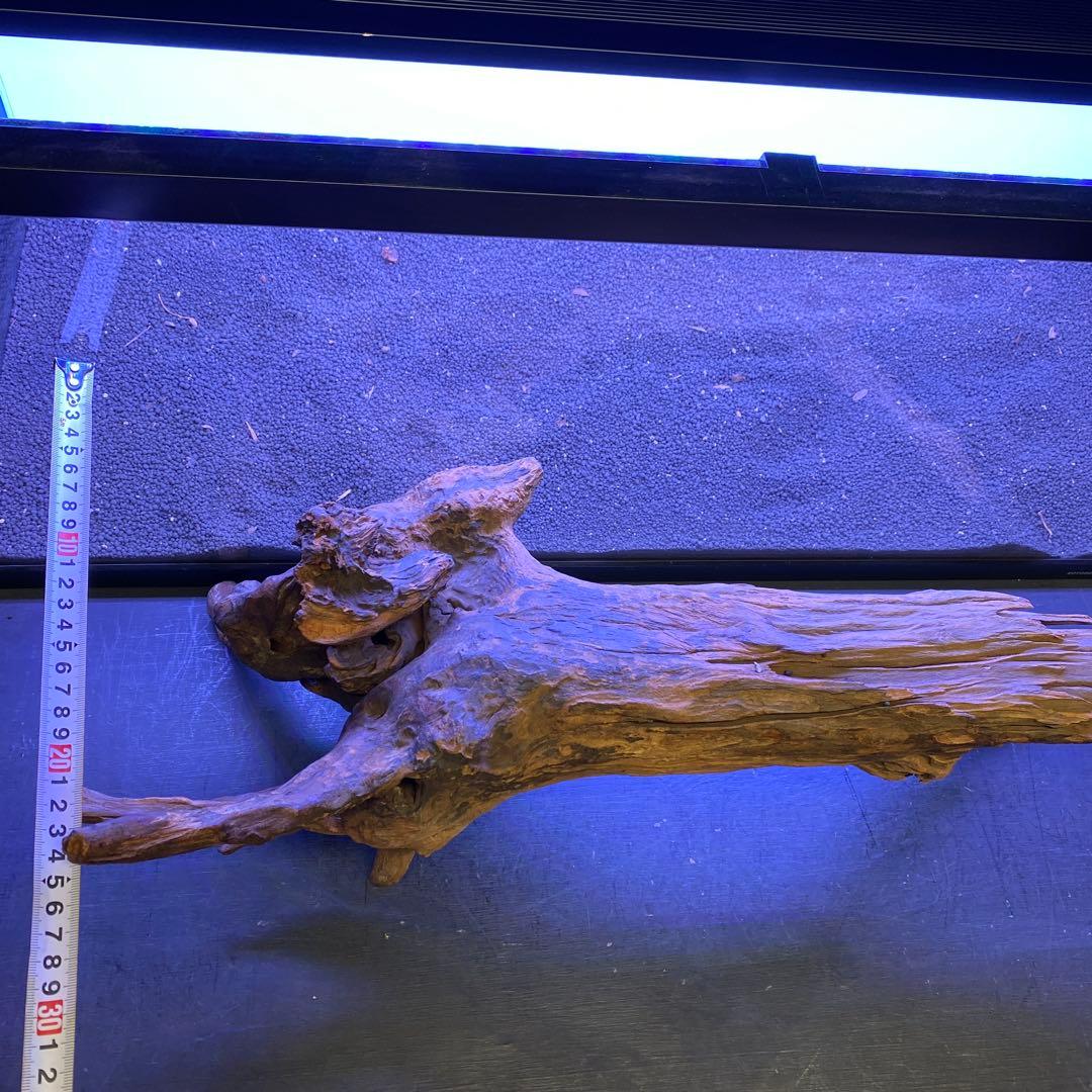 MRW-6567 特大自立赤系流木　1点物　自立流木　一点物90cm水槽用