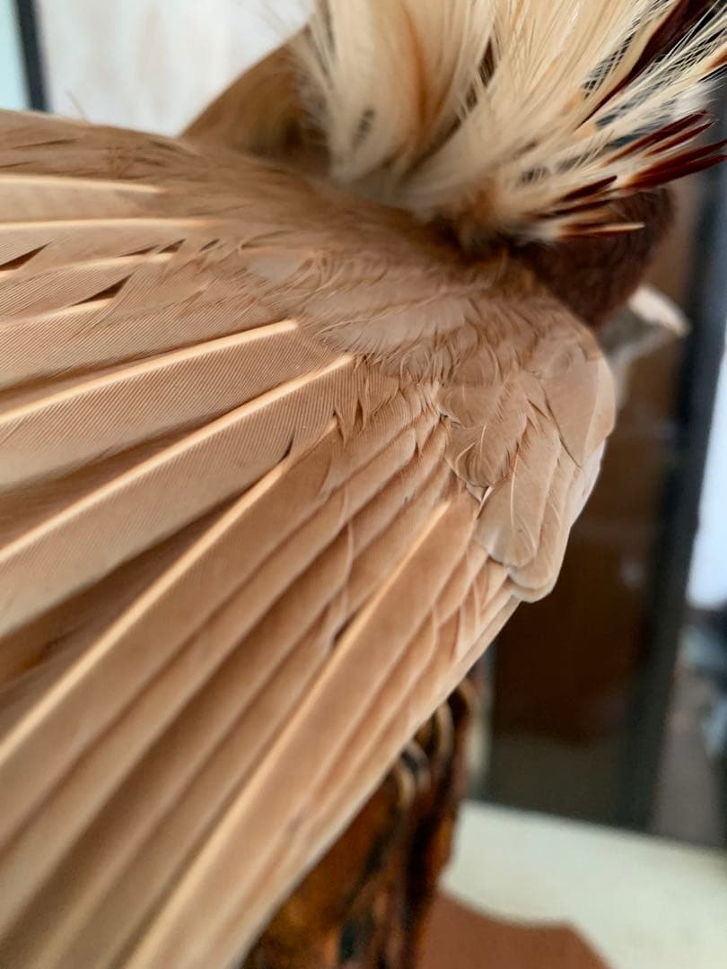 風鳥 極楽鳥 剥製 インテリア アンティーク レトロ ヴィンテージ アート