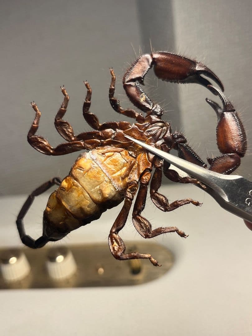 【極美標本】フラットロックスコーピオン 全長9cm程サソリムカデタランチュラ