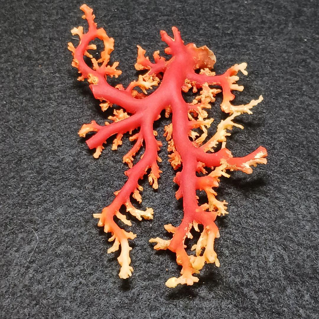 Y2678-1 国産赤珊瑚原木 血赤珊瑚 総重量28.7g 太軸