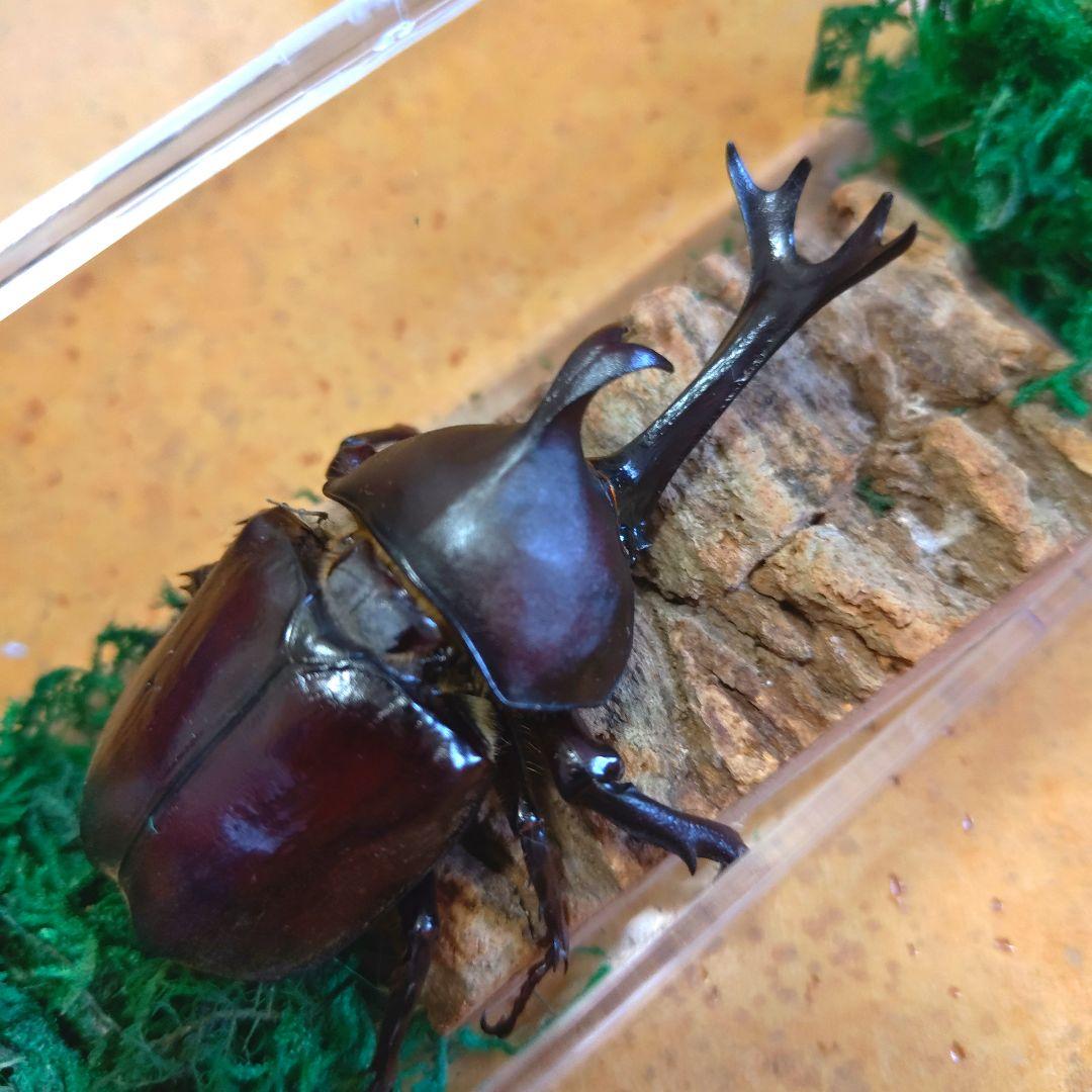 超特大野生宝物カブトムシ標本83mm級頭角幅18.4mm胸角幅5.7mmぐらい
