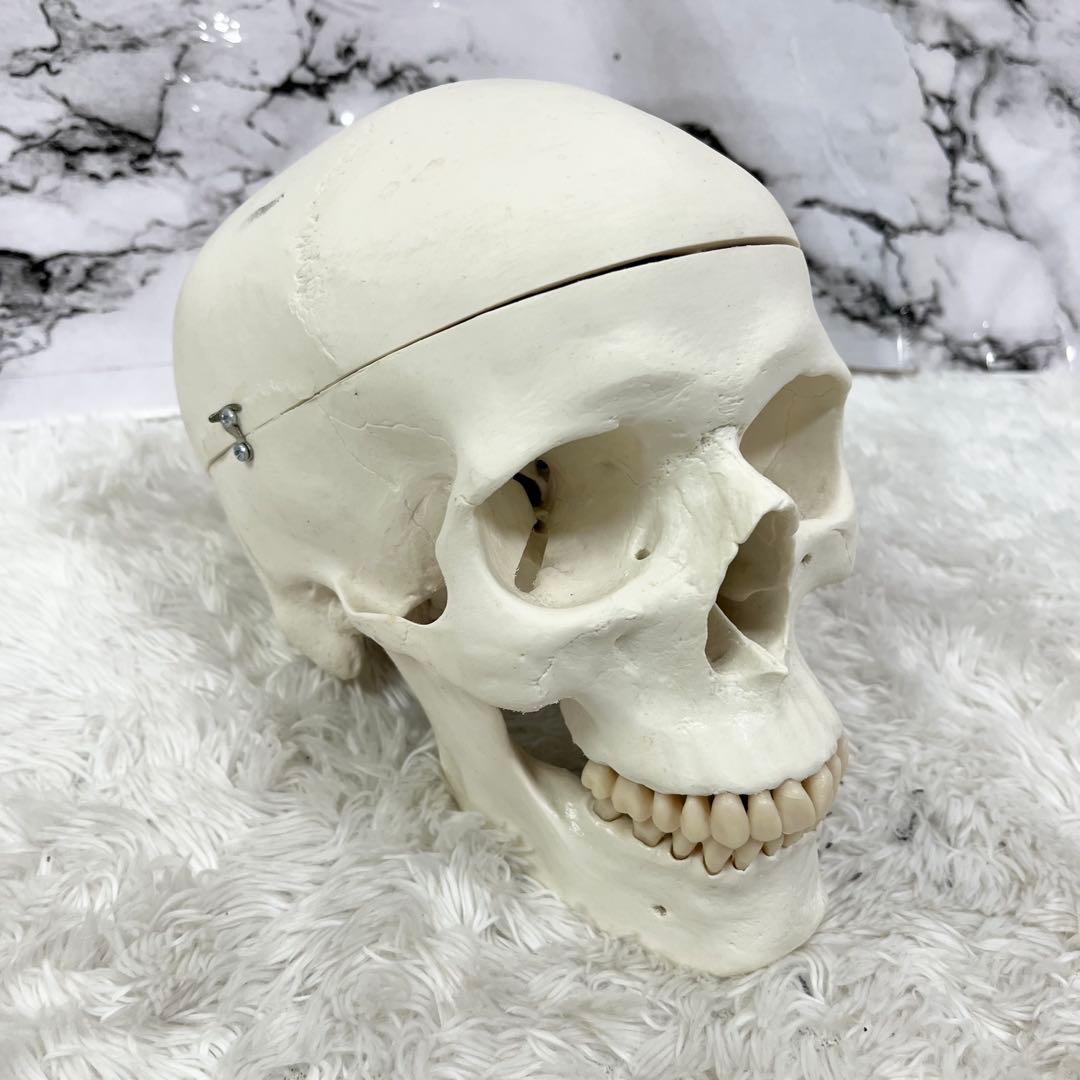 3B Scientific GmbH 頭蓋骨 模型 医学 骨標本 ドイツ製
