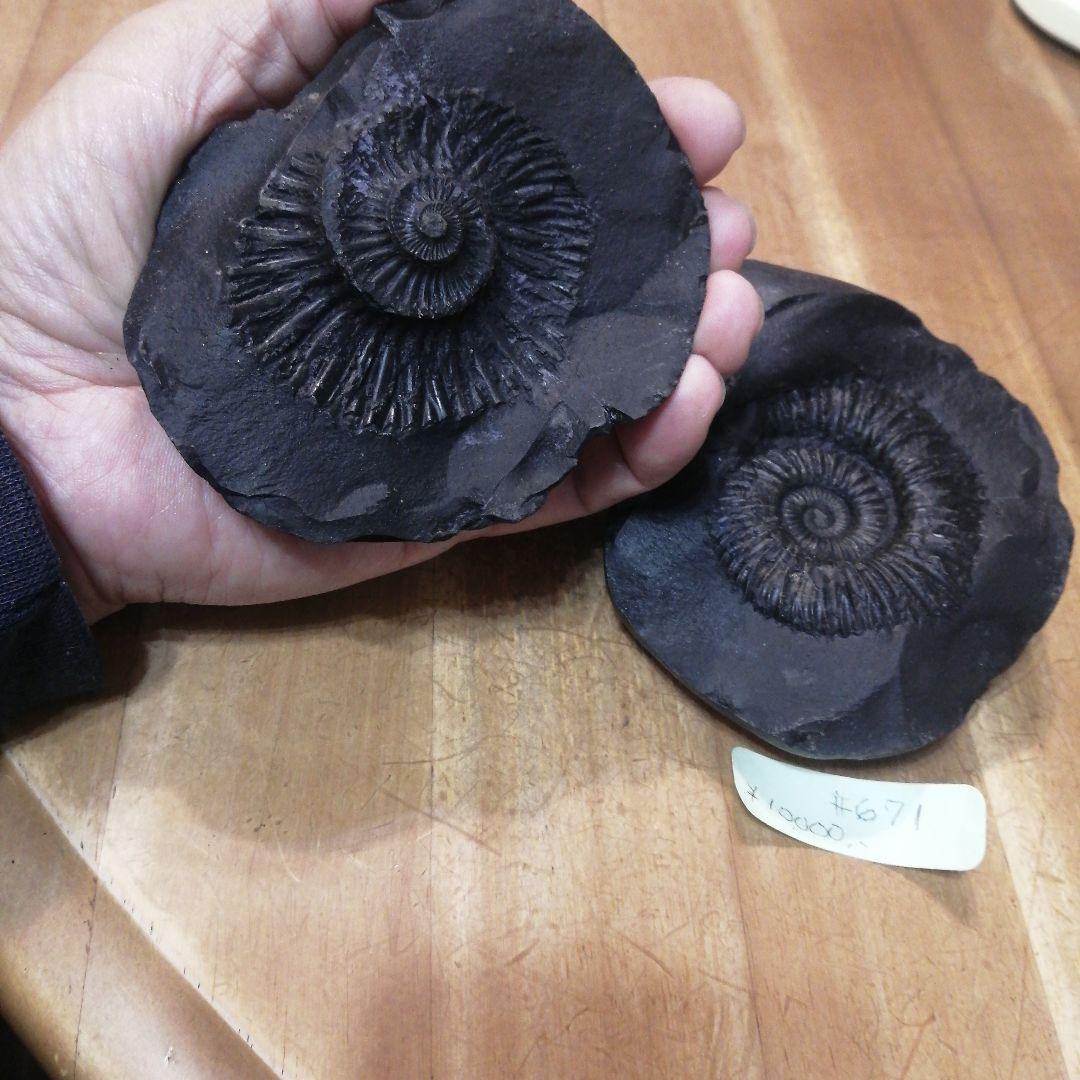 #671 黒いアンモナイト化石 上下セットネパール ヒマラヤ標高3800m