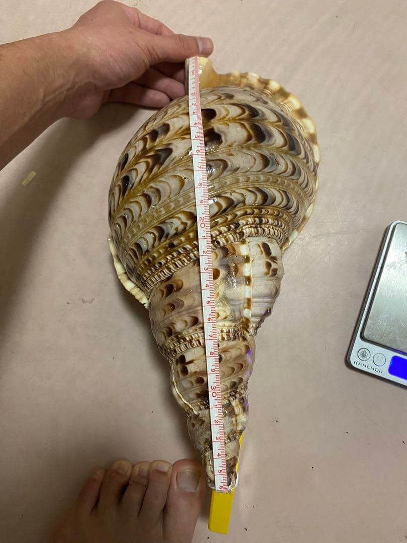 法螺貝　ホラ貝　36cm 650g