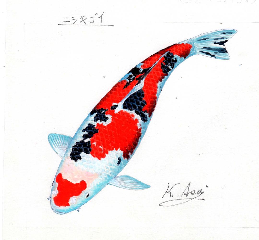 【絵画】ネイチャーアート「錦鯉」原画