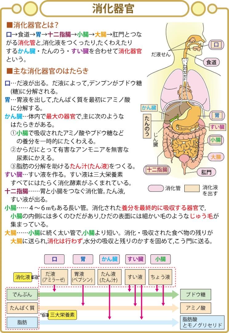 お買い得セット　中学受験・頻出用語・ポイントにしぼったまとめカード