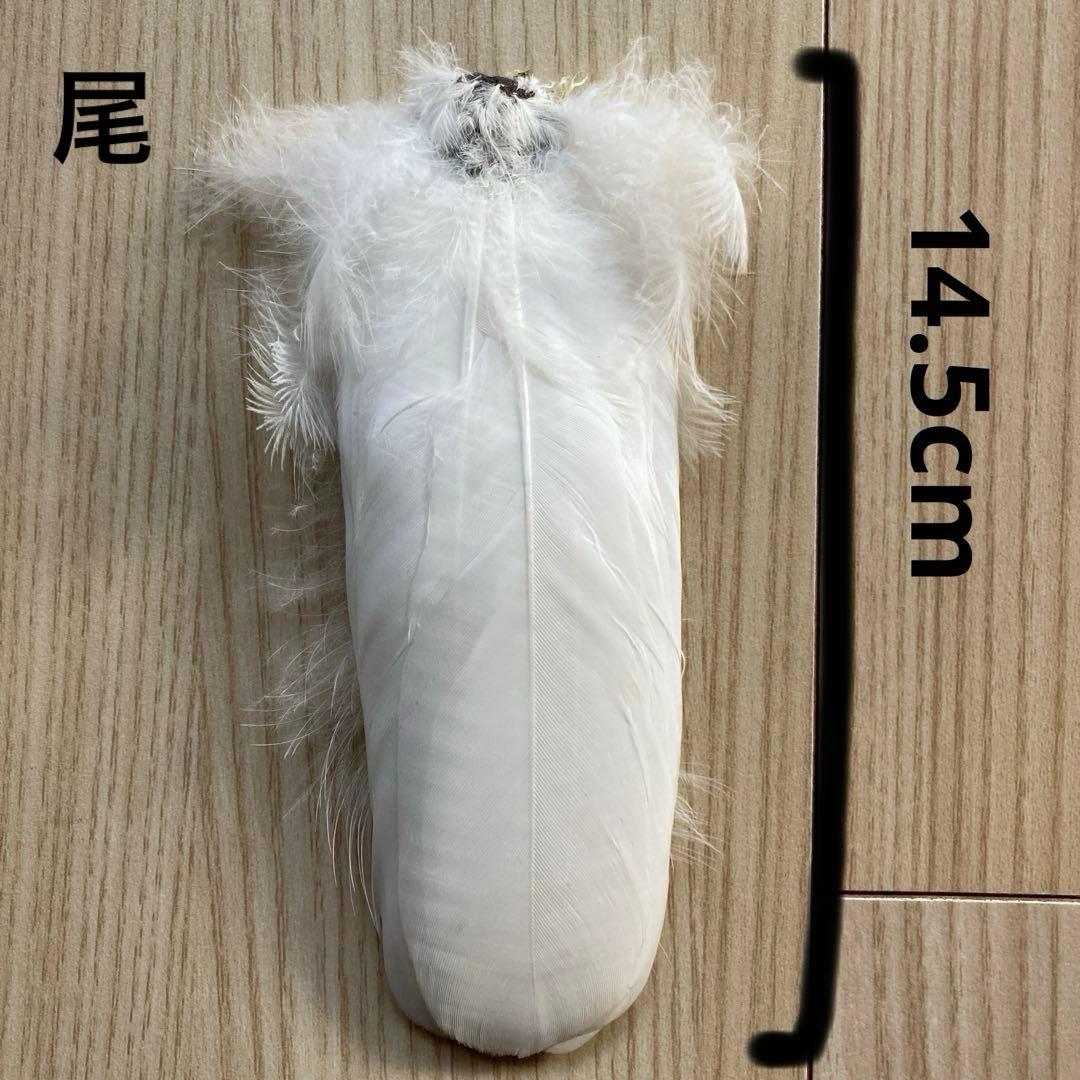 ダイサギの翼標本と尾標本