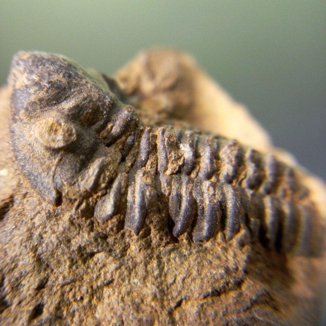 三葉虫　化石　fossil　ボリビア産　trilobite　南アメリカ化石郡③