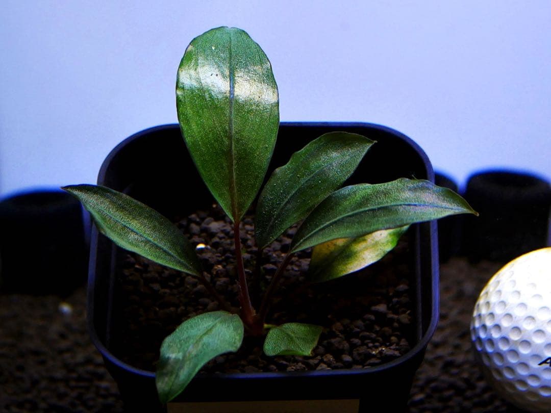 《激美＆激レア》ブセファランドラ『Pearl Gray』【完全水中葉】鉢植え株