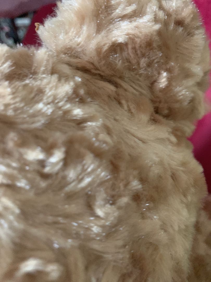 エクシブ箱根離宮オリジナルベア30cmレア　宿泊限定ベア