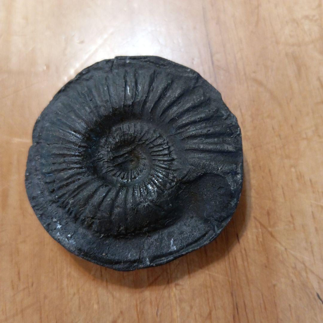 ネパールムクチナート産出。黒色アンモナイト化石 大きいサイズ(希少）