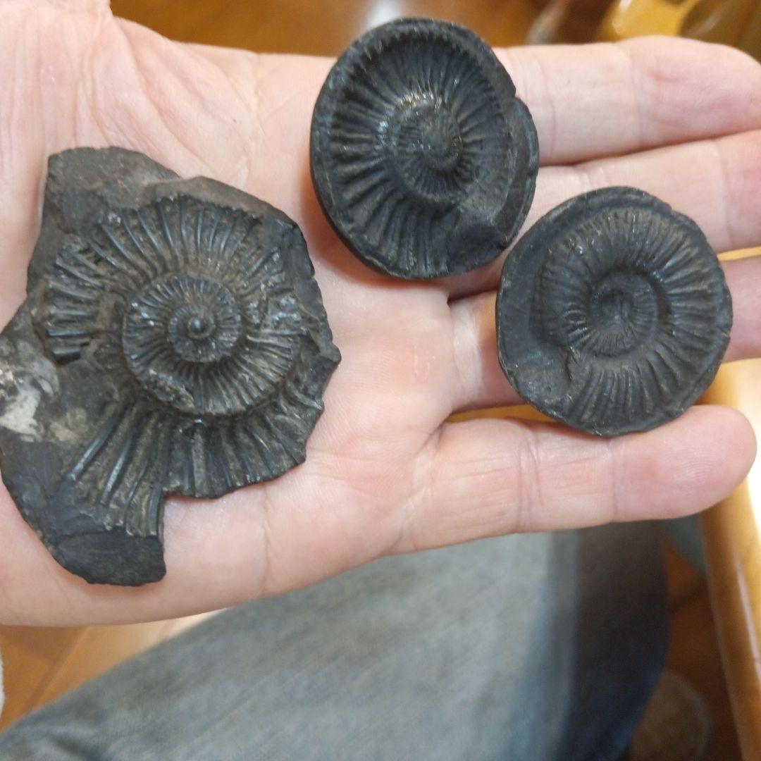 ネパールムクチナート産出。黒色アンモナイト化石 大きいサイズ(希少）