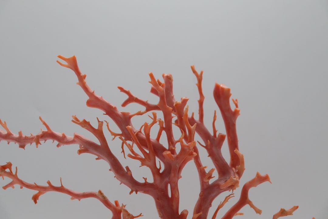 發財樹　縁起物　本珊瑚　重さ約340g 送料込み250814