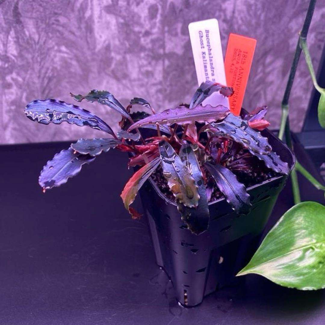 2株　Bucephalandra sp.Ghost kalimantan