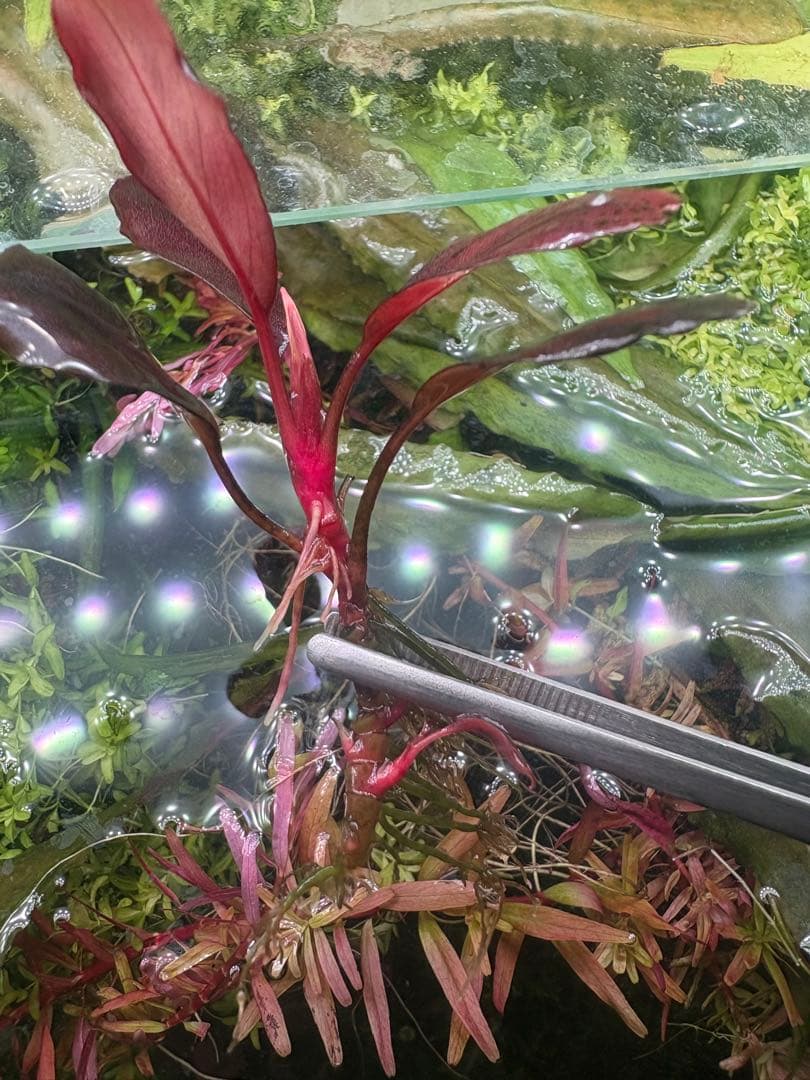 ブセファランドラ　deep purple