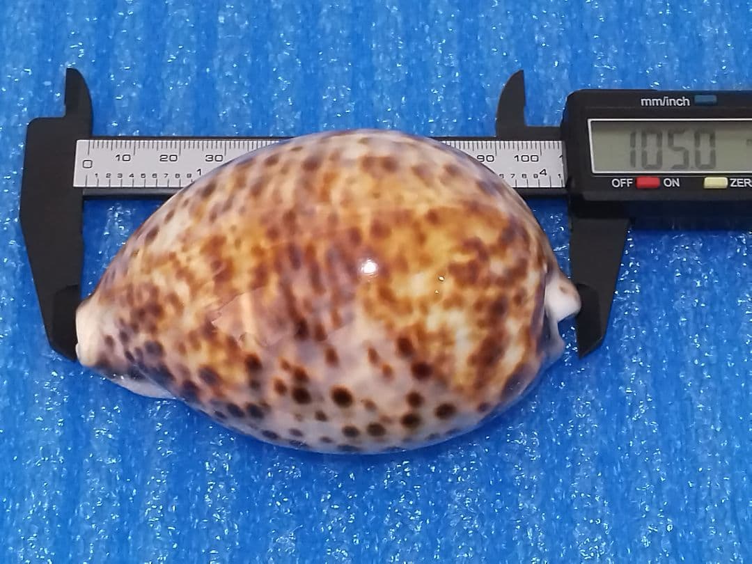 貝殻 105mm ハワイホシダカラ タカラガイ科