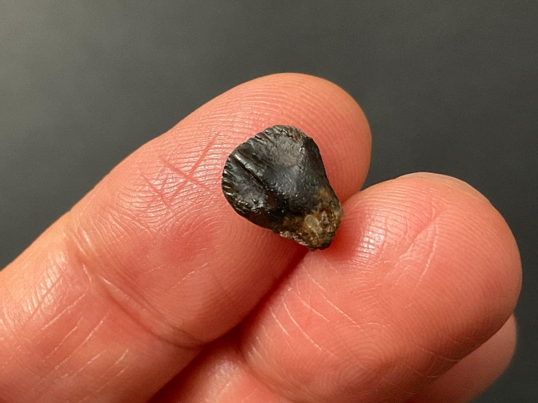 恐竜の歯 トリケラトプス [TR95] 化石 希少