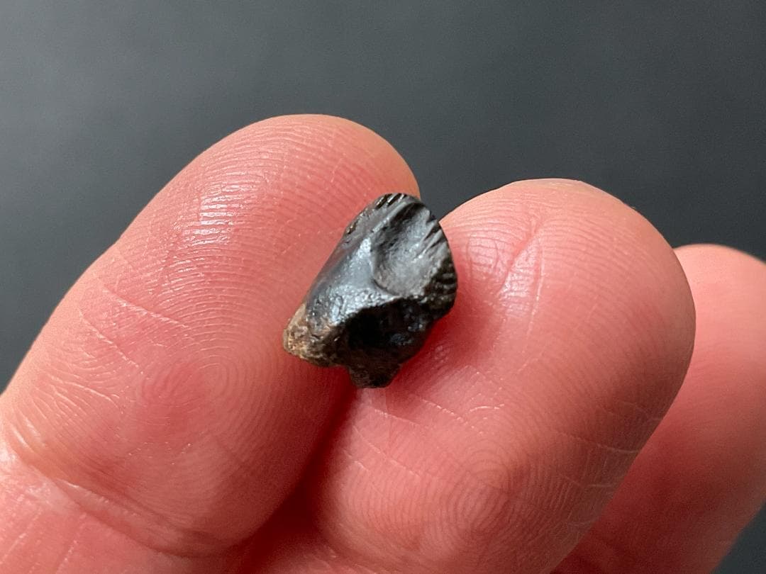 恐竜の歯 トリケラトプス [TR95] 化石 希少