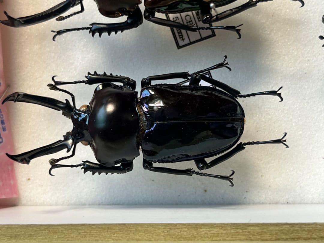 【標本】ニジイロクワガタ オウゴンオニクワガタ ピカール血統 ブルー系統