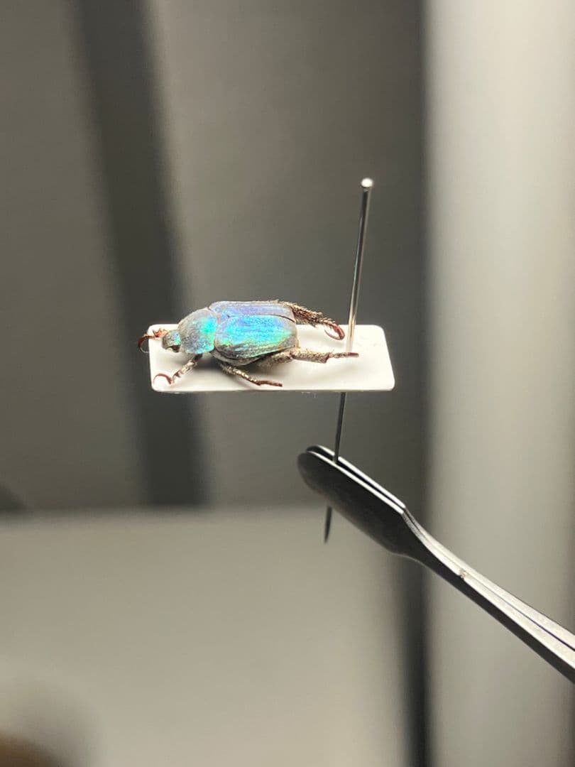 【8mm】シンジュアシナガコガネ 標本 ブルースカラベ プラチナコガネ カナブン