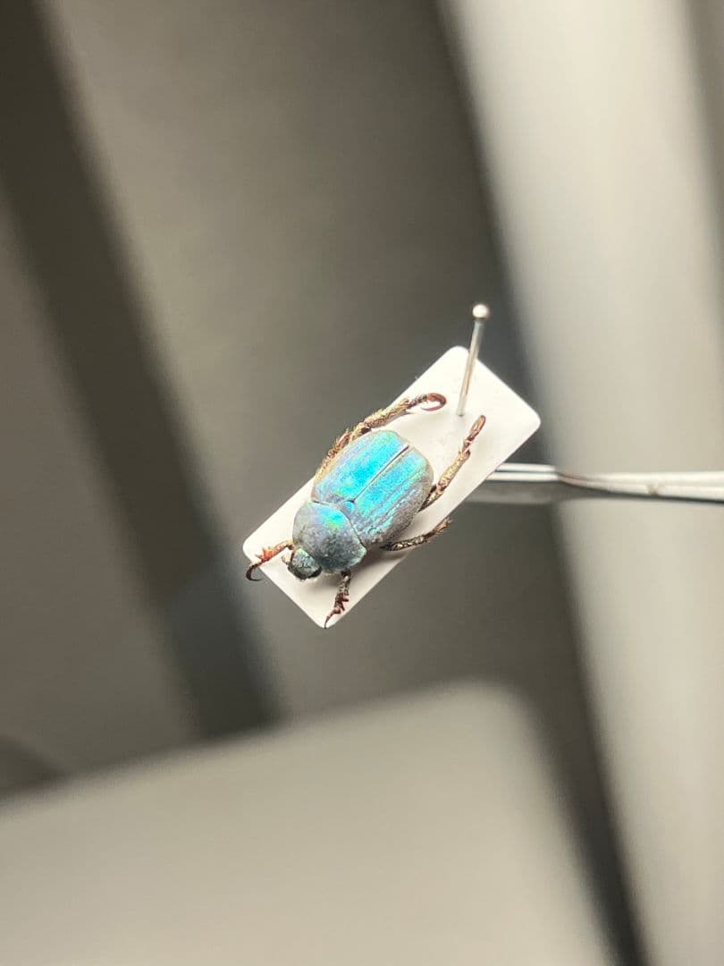 【8mm】シンジュアシナガコガネ 標本 ブルースカラベ プラチナコガネ カナブン