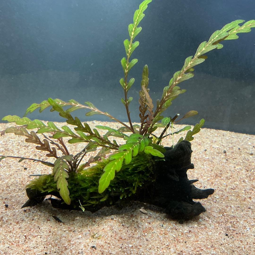 Eagle Desert様 リクエスト 4点 まとめ商品　水草