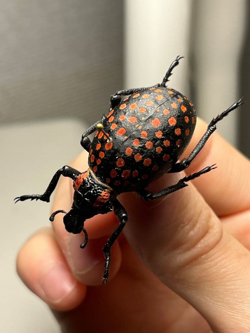 【37mm】ベニモンオオタマゾウムシ 標本 Brachycerus タマムシ