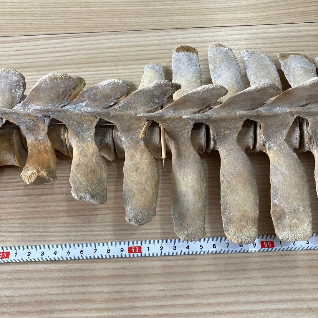 イルカの骨　骨格標本