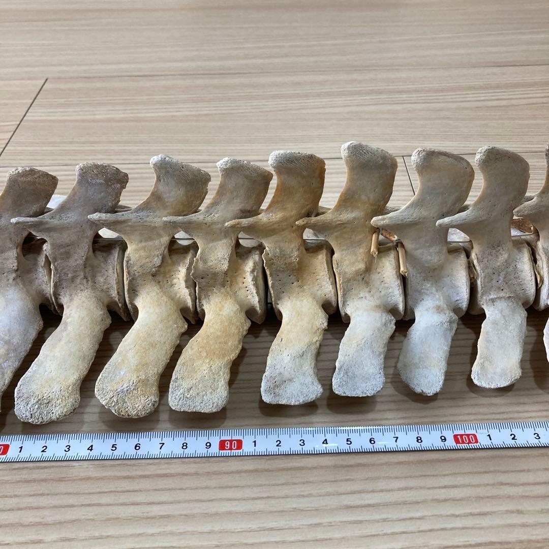 イルカの骨　骨格標本