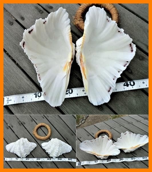 シャゴウガイ(シャコ貝)約30㎝ 石垣産 自然採取 漂白済み  特大美品 超レア