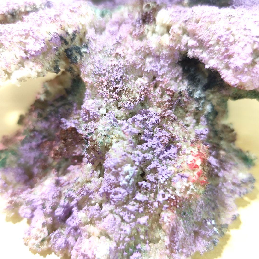 プラグ穴付き アク抜き不要人工ライブロック 海水水槽 レプリカ コーラルフラグ6