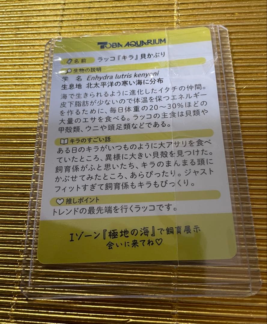 【激レア】鳥羽水族館 ⭐️コレクションカード ⭐️キラちゃん ⭐️貝かぶり ホロ